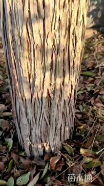 高度300350厘米金银木