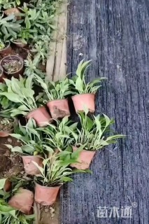 高度10厘米松果菊