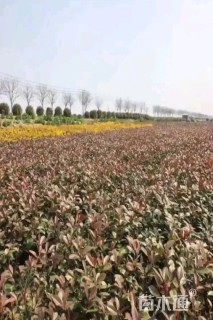 高度50厘米红叶石楠篱笆