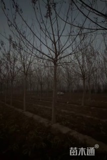 12公分枫杨