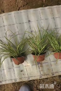 高度20厘米金叶苔草