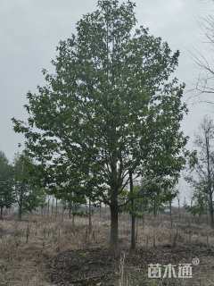 15公分乐昌含笑