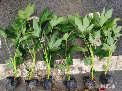 高度30厘米八角金盘