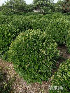 冠幅180厘米大叶黄杨球