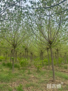 8公分青竹复叶槭