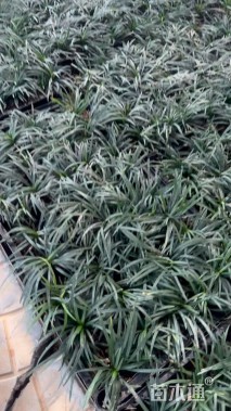 高度5厘米玉龙草