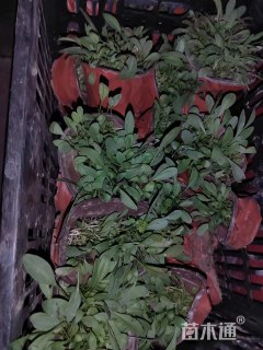 高度10厘米金鸡菊