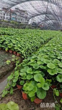 高度30厘米大吴风草