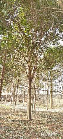 25公分大叶女贞