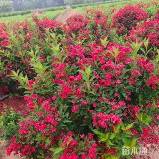 高度80厘米红王子锦带