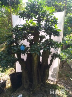 10公分造型金弹子