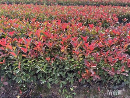 高度40厘米红叶石楠小苗