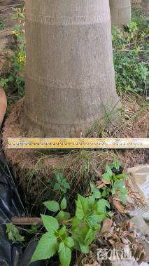 裸干高200厘米大王椰子
