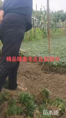 高度20厘米麦冬