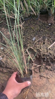 高度30厘米荻草