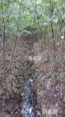 5公分三角枫