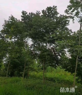 12公分枫杨