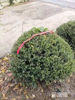 冠幅120厘米龟甲冬青球