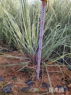 高度80厘米花叶芒