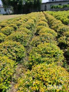 高度80厘米金叶大花六道木