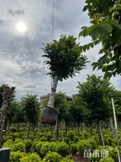 18公分火焰木