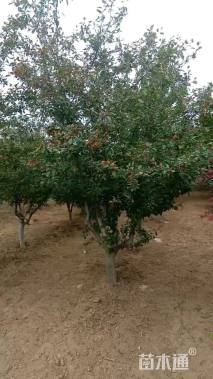 10公分垂丝海棠