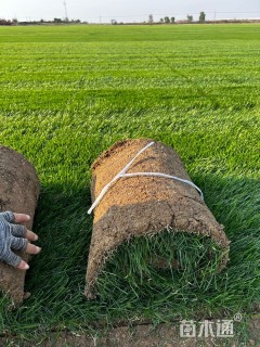 草卷状果岭草