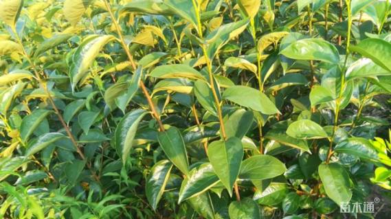 高度50厘米柿树小苗