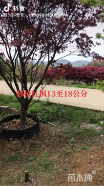 13公分中国红枫