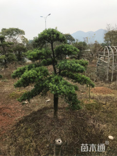 原生苗造型罗汉松