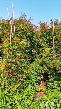 高度200厘米月季