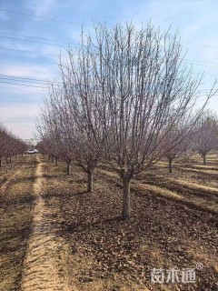 12公分绚丽海棠