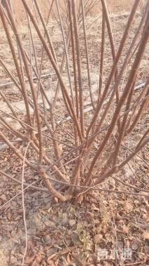 高度180厘米丁香