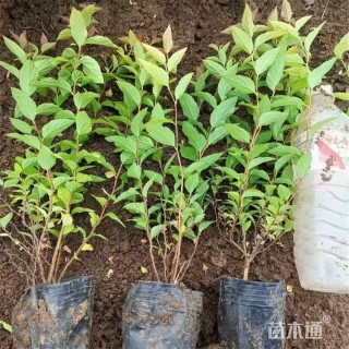 高度22厘米光叶粉花绣线菊