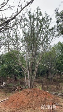 95公分丛生榔榆