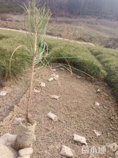 高度10厘米油松