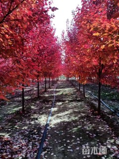 11公分美国红枫-红冠