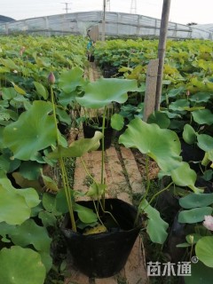 高度50厘米荷花