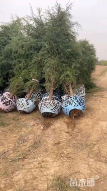 高度400厘米雪松