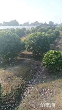 冠幅150厘米金森女贞球