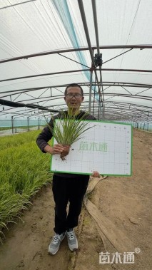 高度25厘米金叶石菖蒲