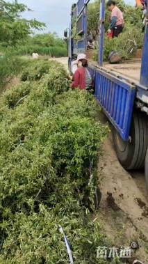 冠幅120厘米火棘球