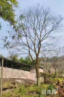 25公分朴树