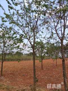 10公分云南樱花