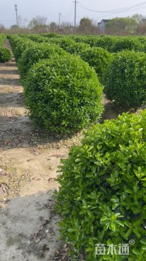 冠幅150厘米大叶黄杨球