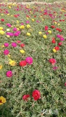 高度5厘米太阳花