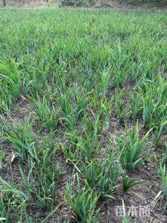 高度25厘米水生鸢尾