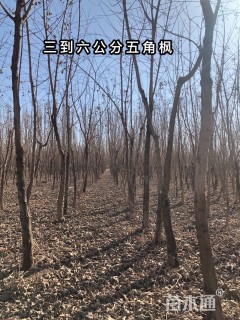 3公分五角枫