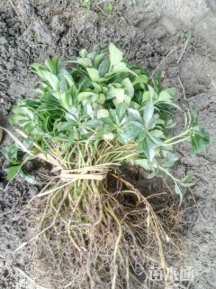 高度20厘米富贵草