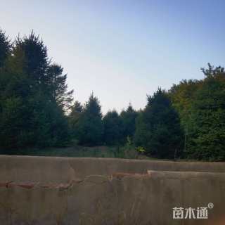高度600厘米华山松